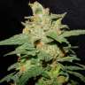 купить семена конопли феминизированные Chemdog feminised