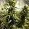 купить семена конопли феминизированные Auto Think Different feminised