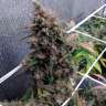 заказать семена конопли с доставкой Auto Night Queen feminised
 заказать семена конопли с доставкой Auto Night Queen feminised