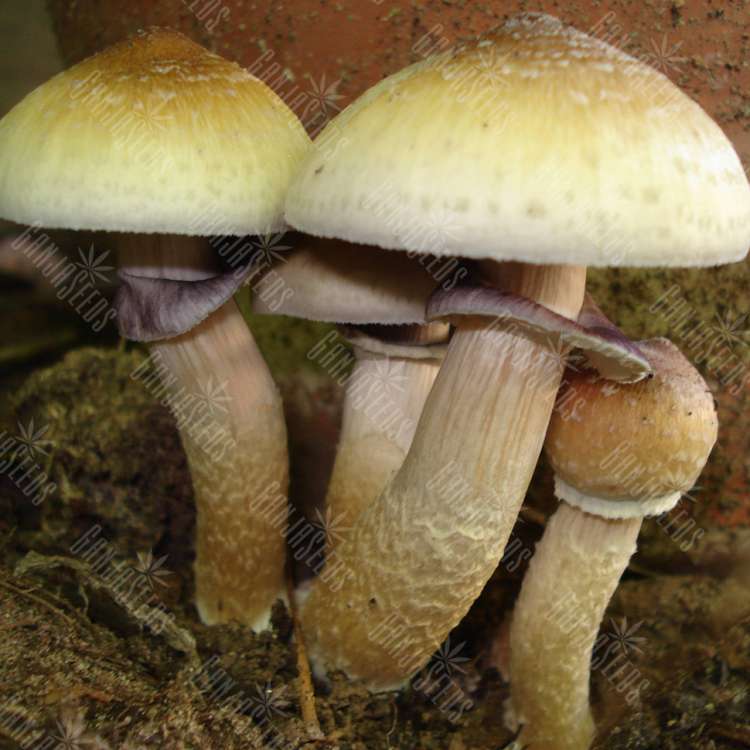 заказать оттиск псилоцибиновых грибов  Nepal