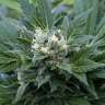 купить семена конопли The Doctor feminised купить семена конопли The Doctor feminised