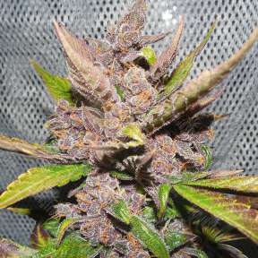 Blueberry feminised Dutch Passion Seeds