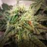 семена конопли почтой 8 Ball Kush feminised Barneys Farm семена конопли почтой 8 Ball Kush feminised Barneys Farm