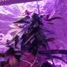 заказать качественные семена конопли 8 Ball Kush feminised Barneys Farm заказать качественные семена конопли 8 Ball Kush feminised Barneys Farm