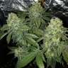 заказать на сайте семена конопли 8 Ball Kush feminised Barneys Farm заказать на сайте семена конопли 8 Ball Kush feminised Barneys Farm