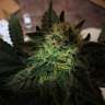 где можно заказать семена конопли 8 Ball Kush feminised Barneys Farm где можно заказать семена конопли 8 Ball Kush feminised Barneys Farm