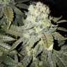 хорошие семена конопли 8 Ball Kush feminised Barneys Farm хорошие семена конопли 8 Ball Kush feminised Barneys Farm
