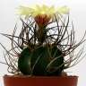 Заказать семена кактуса Astrophytum niveum nudum pp 397