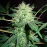 Auto Northern Lights regular Ganja Seeds Auto Northern Lights regular Ganja Seeds