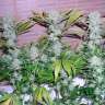 Auto Northern Lights regular Ganja Seeds Auto Northern Lights regular Ganja Seeds