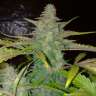 Auto Northern Lights regular Ganja Seeds Auto Northern Lights regular Ganja Seeds