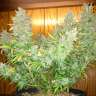 Auto Northern Lights regular Ganja Seeds Auto Northern Lights regular Ganja Seeds