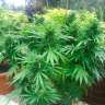 Auto Northern Lights regular Ganja Seeds Auto Northern Lights regular Ganja Seeds