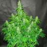 Auto Northern Lights regular Ganja Seeds Auto Northern Lights regular Ganja Seeds