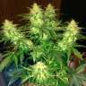 Auto Northern Lights regular Ganja Seeds Auto Northern Lights regular Ganja Seeds