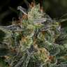 White Widow feminised Green House Seeds