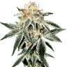 купить семена конопли с доставкой White Widow feminised