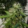 купить семена конопли дешево Brainstorm feminised