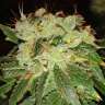 купить семена конопли гидропоники Brainstorm feminised