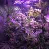 хорошие семена конопли Acapulco Gold feminised Barneys Farm хорошие семена конопли Acapulco Gold feminised Barneys Farm