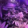 конопля семена сорта заказать Acapulco Gold feminised Barneys Farm конопля семена сорта заказать Acapulco Gold feminised Barneys Farm