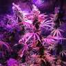 семена конопли курьером Acapulco Gold feminised Barneys Farm семена конопли курьером Acapulco Gold feminised Barneys Farm