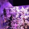семена индийской конопли Acapulco Gold feminised Barneys Farm семена индийской конопли Acapulco Gold feminised Barneys Farm