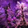 семена конопли Украина Acapulco Gold feminised Barneys Farm семена конопли Украина Acapulco Gold feminised Barneys Farm