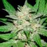 Семена конопли Auto Royal Haze feminised Ganja Seeds Семена конопли Auto Royal Haze feminised Ganja Seeds