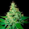 Семена марихуаны Auto Royal Haze feminised Ganja Seeds Семена марихуаны Auto Royal Haze feminised Ganja Seeds