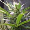 купить семена конопли интернет магазин White Rhino feminised купить семена конопли интернет магазин White Rhino feminised
