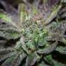 купить семена конопли с доставкой Bubba Island Kush feminised купить семена конопли с доставкой Bubba Island Kush feminised