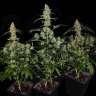 купить семена конопли интернет магазин Bubba Island Kush feminised купить семена конопли интернет магазин Bubba Island Kush feminised