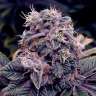 семена конопли для курения Auto Blueberry feminised GanjaLiveSeeds