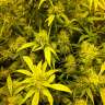 семена конопли для посадки купить Amnesia Lemon feminised Barneys Farm семена конопли для посадки купить Amnesia Lemon feminised Barneys Farm