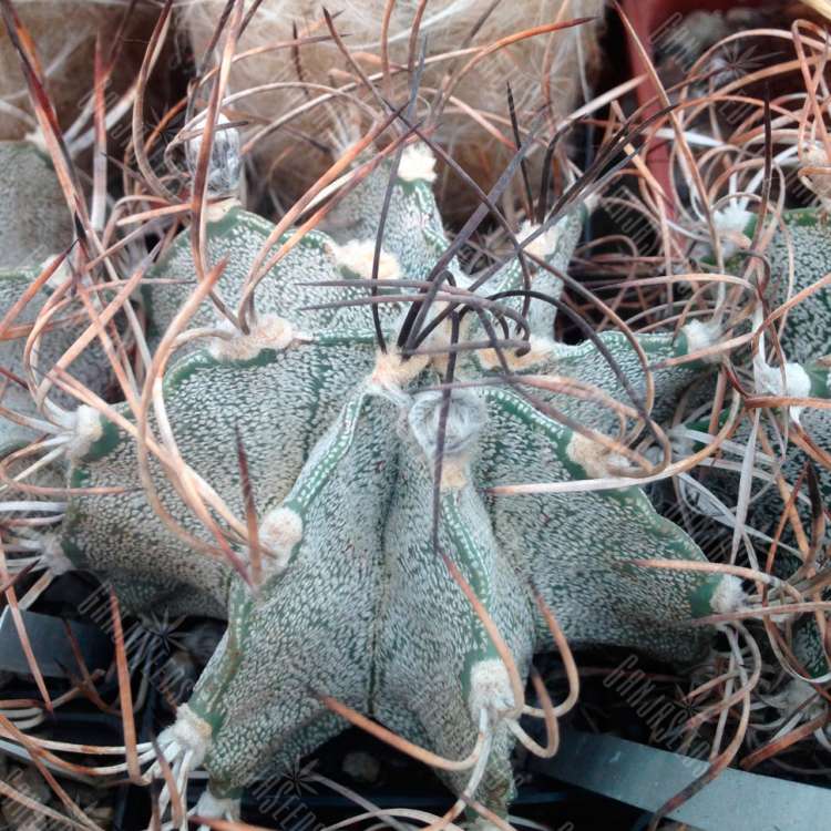 Купить семена кактуса Astrophytum niveum