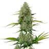  Семена конопли Auto Royal Critical feminised Ganja Seeds заказать