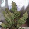 заказать семена конопли  Auto Blueberry regular заказать семена конопли  Auto Blueberry regular