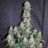 где заказать семена конопли  Auto Blueberry regular где заказать семена конопли  Auto Blueberry regular