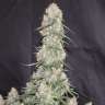 заказать семена конопли почтой  Auto Blueberry regular заказать семена конопли почтой  Auto Blueberry regular