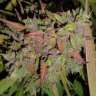 купить семена конопли  Auto Blueberry regular купить семена конопли  Auto Blueberry regular