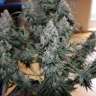купить семена конопли в Украине  Auto Blueberry regular купить семена конопли в Украине  Auto Blueberry regular