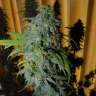 заказать семена конопли Great White Shark feminised заказать семена конопли Great White Shark feminised