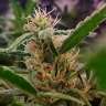 купить семена конопли Californian Orange feminised купить семена конопли Californian Orange feminised