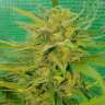 Amsterdam Flame regular Ganja Seeds