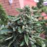 Amsterdam Flame regular Ganja Seeds