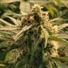 сорта конопли с высоким кбд Auto Haze CBD feminised Ganja Seeds сорта конопли с высоким кбд Auto Haze CBD feminised Ganja Seeds