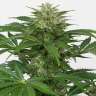 медицинские сорта конопли Auto Haze CBD feminised Ganja Seeds медицинские сорта конопли Auto Haze CBD feminised Ganja Seeds