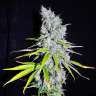 качественные семена конопли Auto Haze CBD feminised Ganja Seeds качественные семена конопли Auto Haze CBD feminised Ganja Seeds