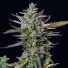 качественные семена конопли Auto Royal Kush feminised
